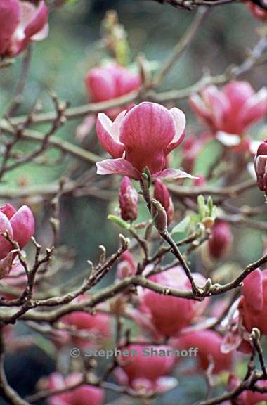 magnolia soulangeana 1 graphic